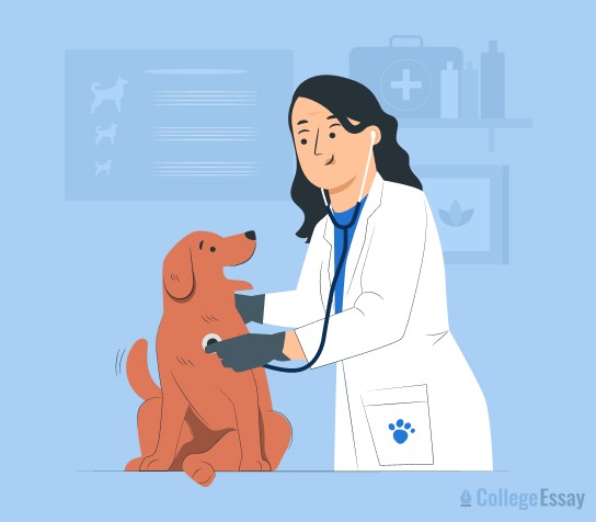 Top 20 Best Vet Schools In The US For 2025 | Apply Now!